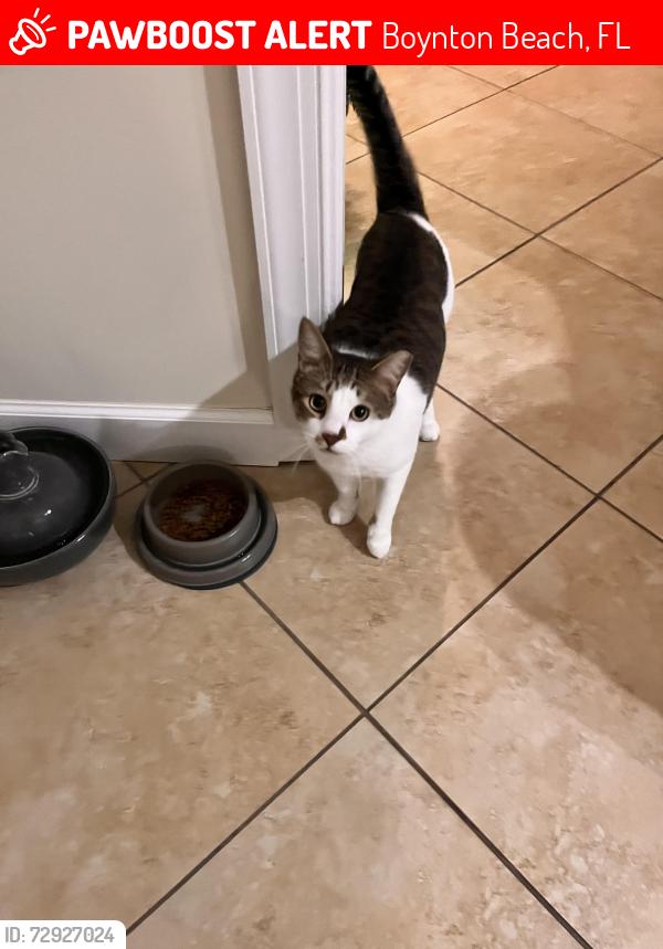 Lost Male Cat last seen Meadow Lake community, Congress & Hypoluxo, Boynton Beach, FL 33436