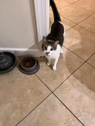 Lost Male Cat last seen Meadow Lake community, Congress & Hypoluxo, Boynton Beach, FL 33436