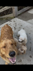 Lost Male Dog last seen Fosters Maineville Rd. and Hopkins Rd., Maineville, OH 45039