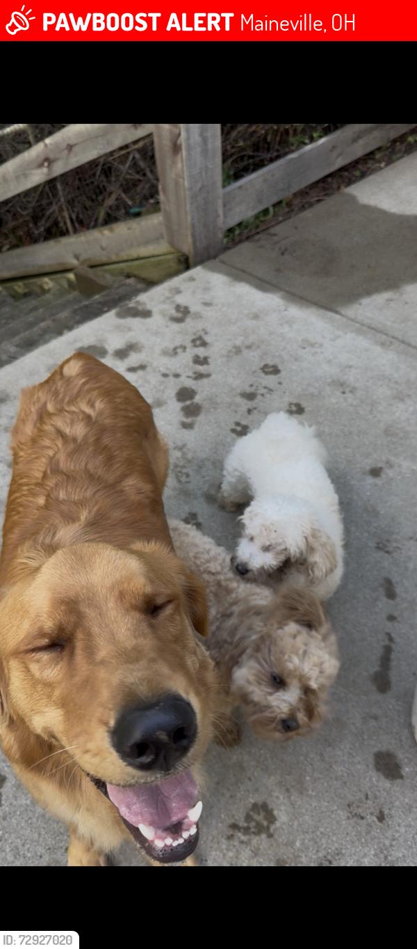 Lost Male Dog last seen Fosters Maineville Rd. and Hopkins Rd., Maineville, OH 45039