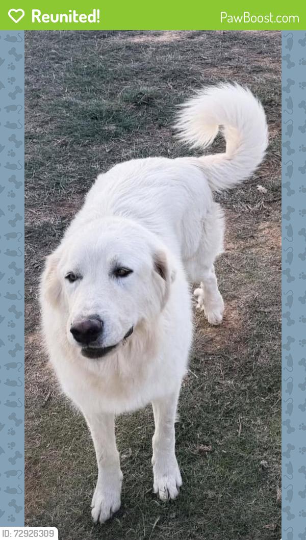 Reunited Male Dog last seen Horse whisperer ct, Decatur, TX 76234