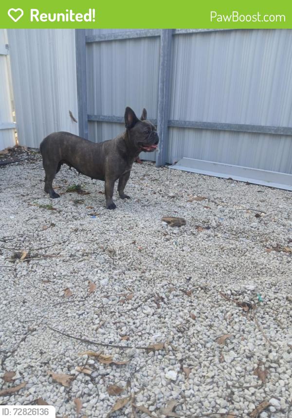 Reunited Female Dog last seen East 4 ave, Hialeah, FL 33013
