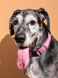 Shelter Stray Female Dog last seen Near BLOCK ROOSEVELT BLVD, Jacksonville, FL 32204