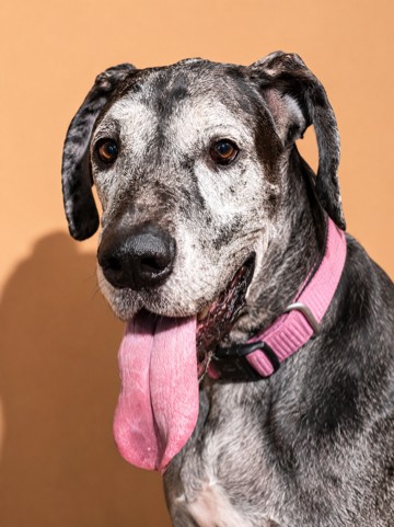 Shelter Stray Female Dog last seen Near BLOCK ROOSEVELT BLVD, Jacksonville, FL 32204