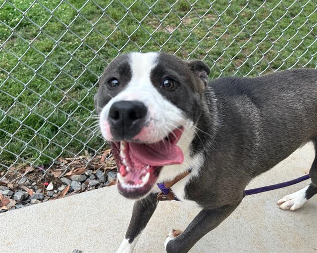 Shelter Stray Male Dog last seen CHARLOTTE, 8315 Byrum Dr, Charlotte, NC 28217, USA