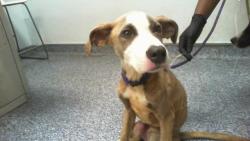 Shelter Stray Male Dog last seen CHARLOTTE, Charlotte, NC 28217