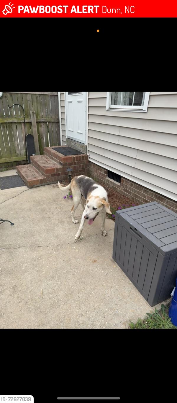 Lost Male Dog last seen friendly road, Dunn, NC 28334