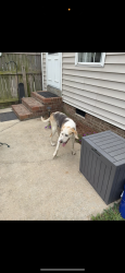 Lost Male Dog last seen friendly road, Dunn, NC 28334