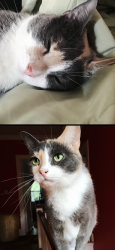 Lost Female Cat last seen Knickerbocker rd  river edgy rd, Tenafly, NJ 07670