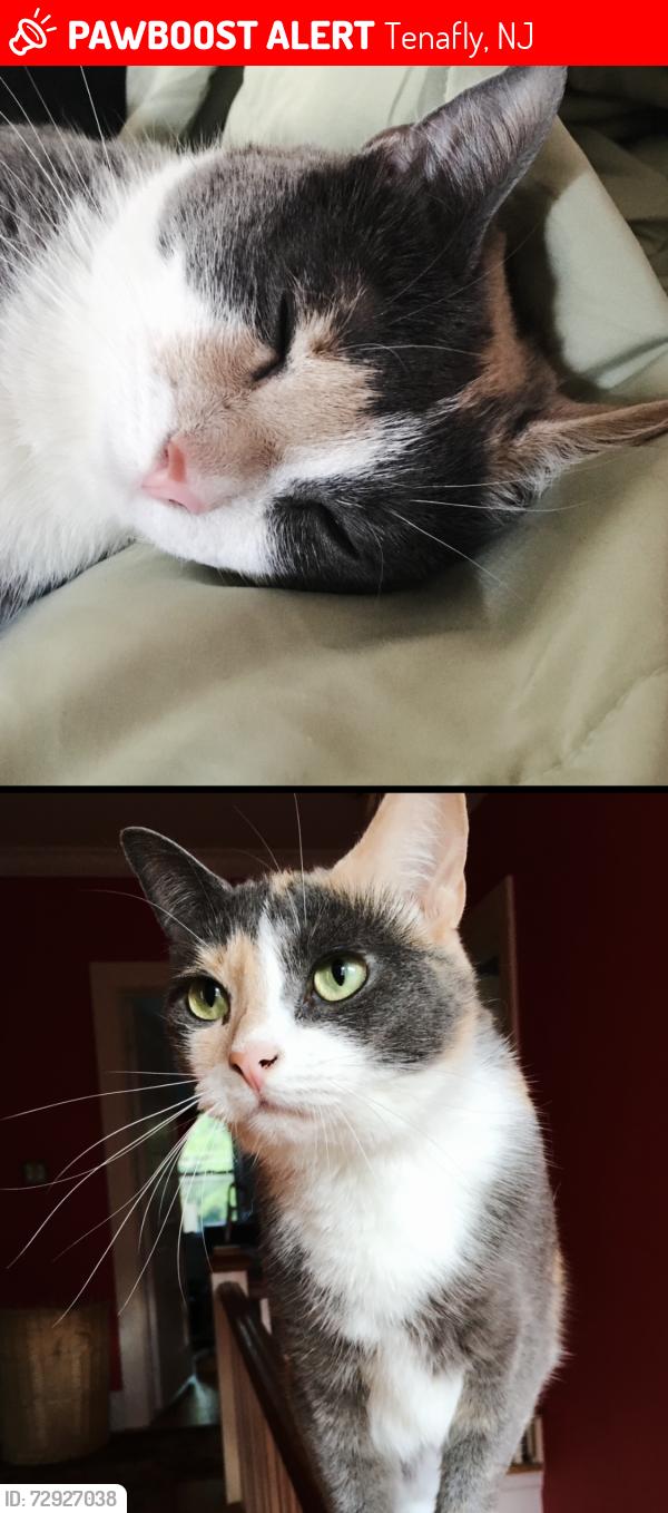 Lost Female Cat last seen Knickerbocker rd  river edgy rd, Tenafly, NJ 07670