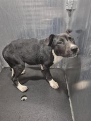 Shelter Stray Female Dog last seen OAK KNOLL, San Antonio, TX 78227