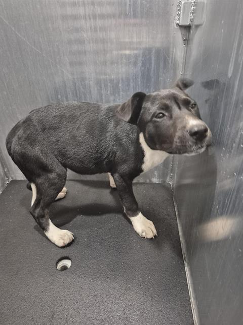 Shelter Stray Female Dog last seen OAK KNOLL, San Antonio, TX 78227