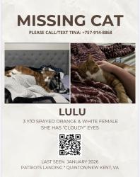Lost Female Cat last seen Patriots Landing Neighborhood , Quinton, VA 23141