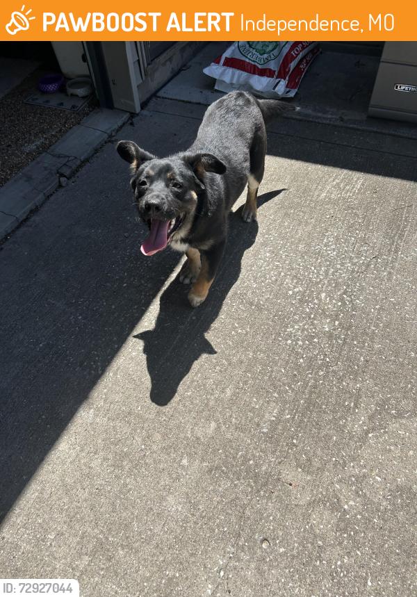 Surrendered Unknown Dog last seen Kentucky Road and North River Blvd, Independence, MO 64050