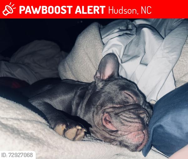 Lost Male Dog last seen Near horseshoe bend rd Hudson.   28638, Hudson, NC 28638