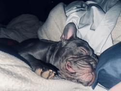 Lost Male Dog last seen Near horseshoe bend rd Hudson.   28638, Hudson, NC 28638