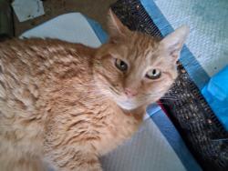 Reunited Male Cat last seen Near Eldredge Ave, North Cape May, NJ, Lower Township, NJ 08204