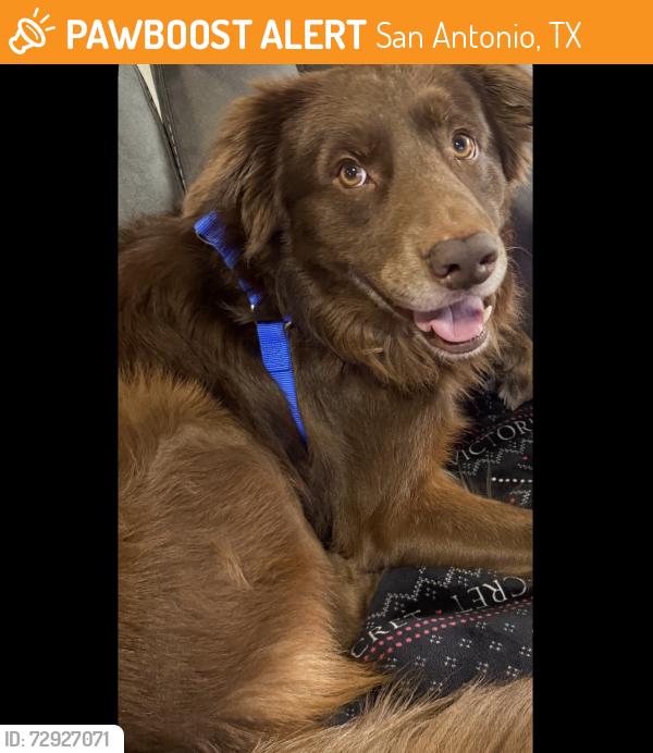 Found/Stray Male Dog last seen Starcrest , San Antonio, TX 78233