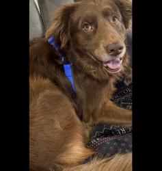 Found/Stray Male Dog last seen Starcrest , San Antonio, TX 78233