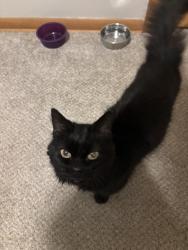 Reunited Female Cat last seen Aquila Ave S and West 35th St, St. Louis Park, MN 55426