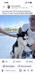 Found/Stray Male Dog last seen Sunrise and US1, Fort Lauderdale, FL 33304