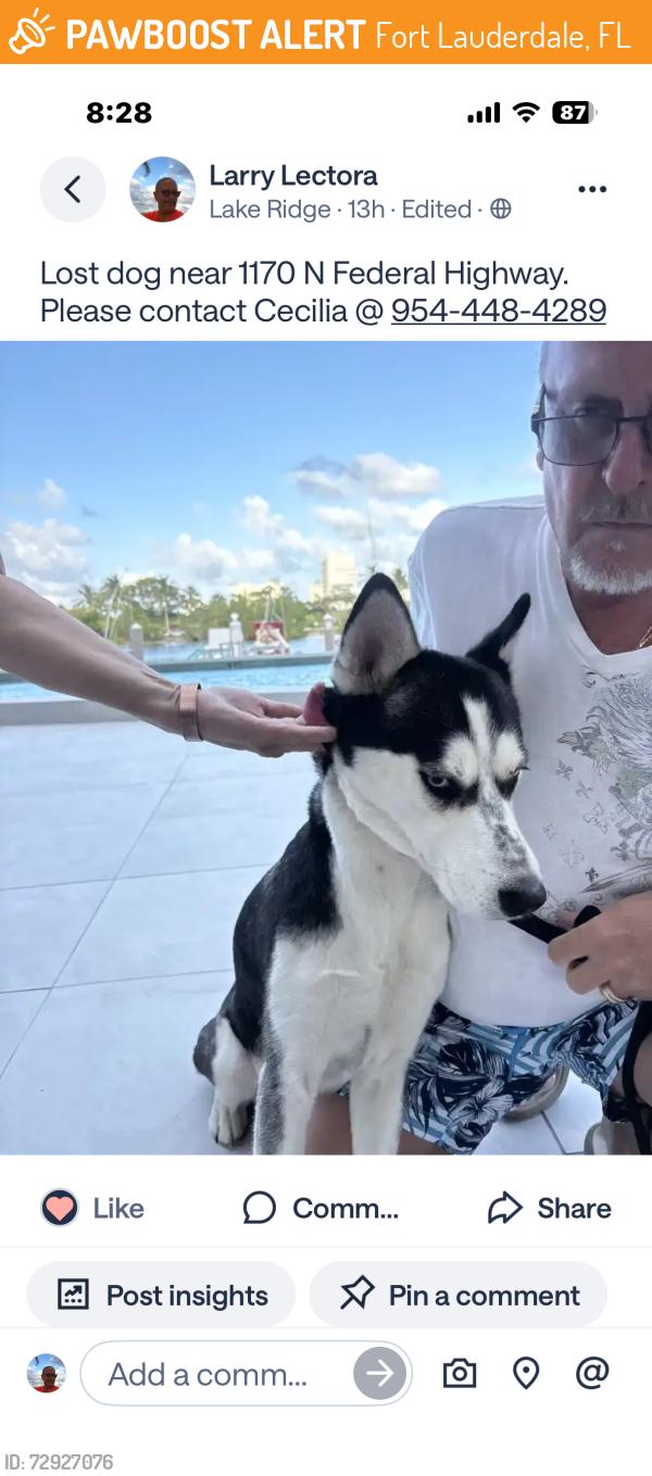 Found/Stray Male Dog last seen Sunrise and US1, Fort Lauderdale, FL 33304