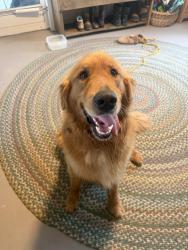 Reunited Male Dog last seen Oak Ridge Rd. and Beeson, Oak Ridge NC 27310, Oak Ridge, NC 27310