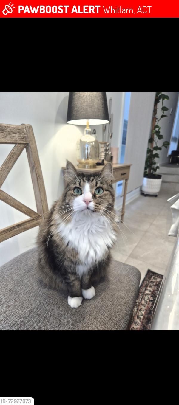 Lost Male Cat last seen Malcolm cole terrace, whitlam , Whitlam, ACT 2611