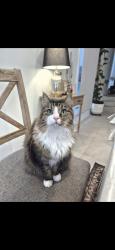 Lost Male Cat last seen Malcolm cole terrace, whitlam , Whitlam, ACT 2611