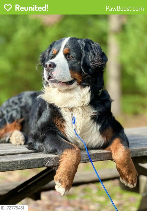 Reunited Male Dog last seen Geyers Church Rd, Middletown, PA 17057