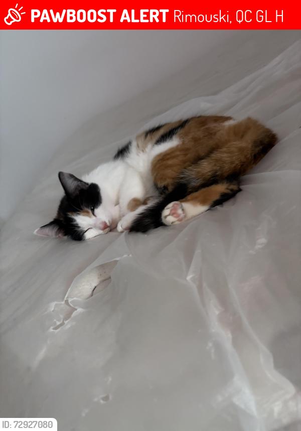 Lost Female Cat last seen Near rue évêché ouest , Rimouski, QC G5L 4H8