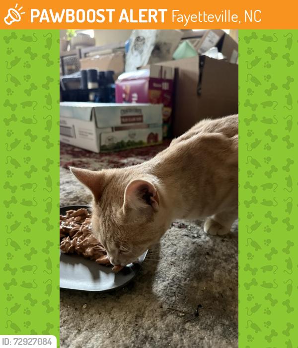 Found/Stray Male Cat last seen Mooswood Ln, Fayetteville, NC 28311