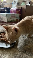 Found/Stray Male Cat last seen Mooswood Ln, Fayetteville, NC 28311