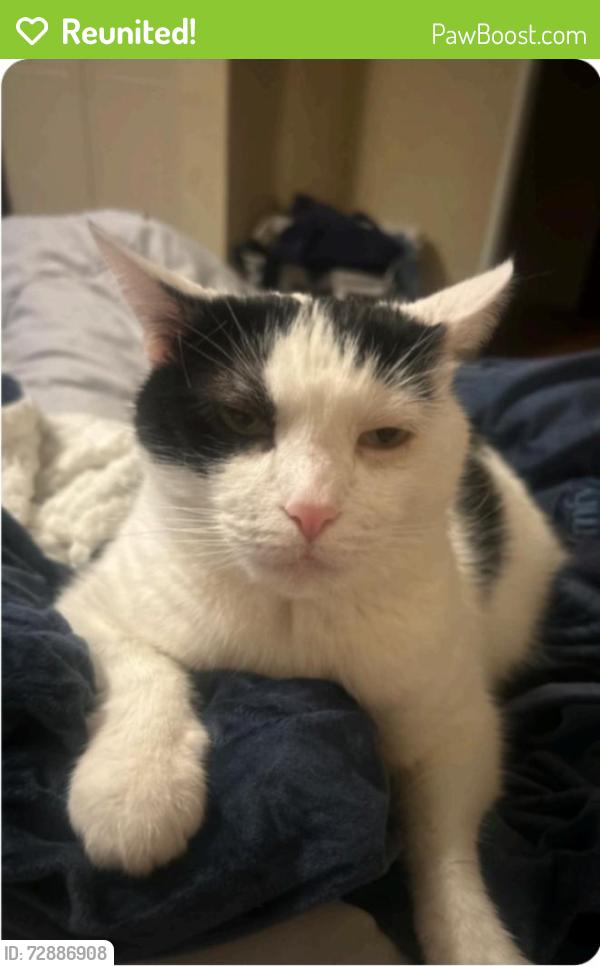 Reunited Male Cat last seen 67th St and Babcock Trail, Inver Grove Heights, Inver Grove Heights, MN 55077