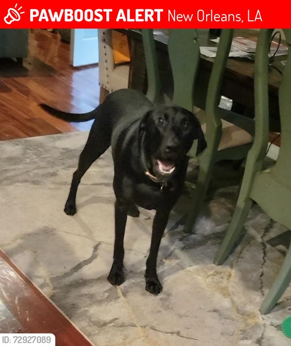 Lost Male Dog last seen Harrison and West End Blvd, New Orleans, LA 70124