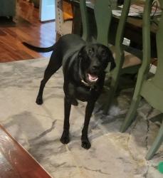 Lost Male Dog last seen Harrison and West End Blvd, New Orleans, LA 70124