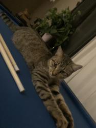 Lost Female Cat last seen Leilani road, Brooksville, FL 34614