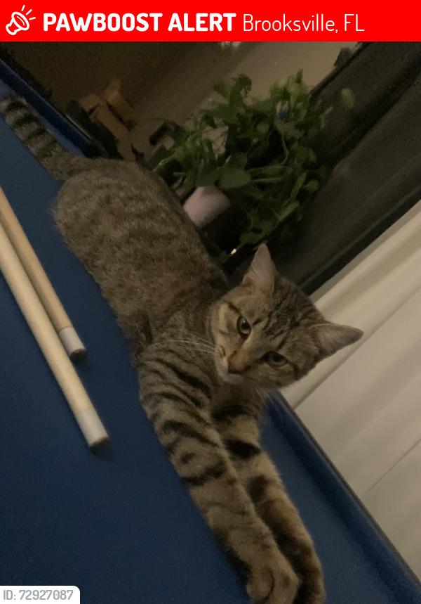 Lost Female Cat last seen Leilani road, Brooksville, FL 34614