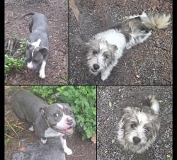 Found/Stray Male Dog last seen S 5th and E Rose Streets, Smithfield, NC 27520