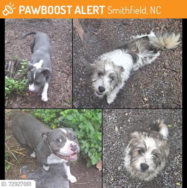 Found/Stray Male Dog last seen S 5th and E Rose Streets, Smithfield, NC 27520