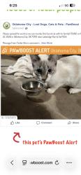 Found/Stray Female Cat last seen Sw 112 and Lakeridge Run Okc ok , Oklahoma City, OK 73170
