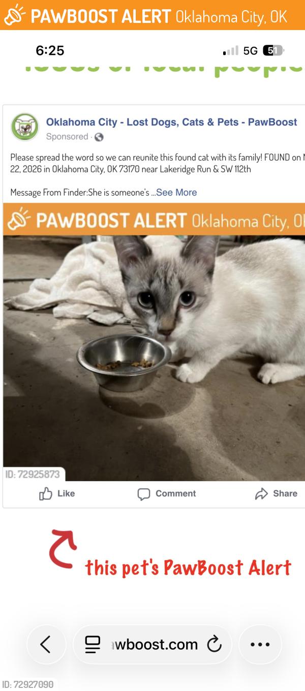 Found/Stray Female Cat last seen Sw 112 and Lakeridge Run Okc ok , Oklahoma City, OK 73170