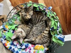 Reunited Female Cat last seen Near Muncie Elks Golf Course, Muncie, IN 47304
