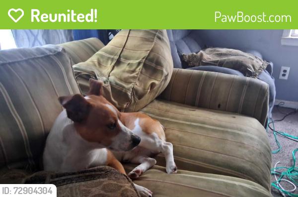 Reunited Male Dog last seen cherry hill , Inkster, MI 48141