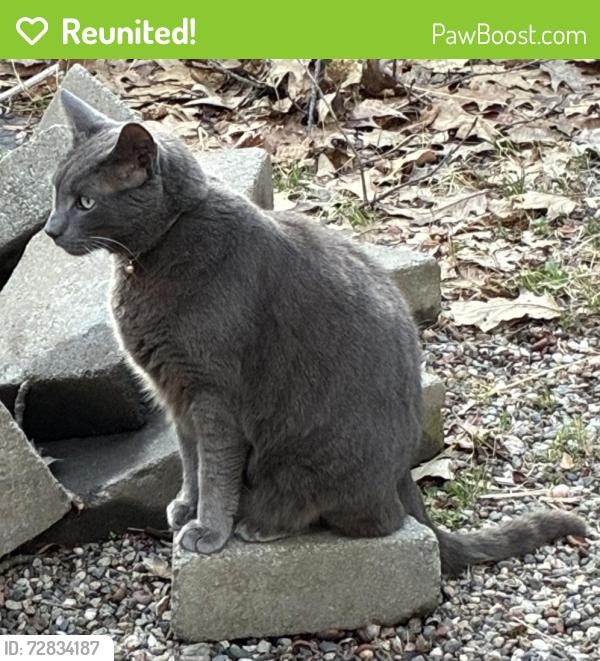 Reunited Male Cat last seen Fearing Street near Tan Brook, Amherst, MA 01002