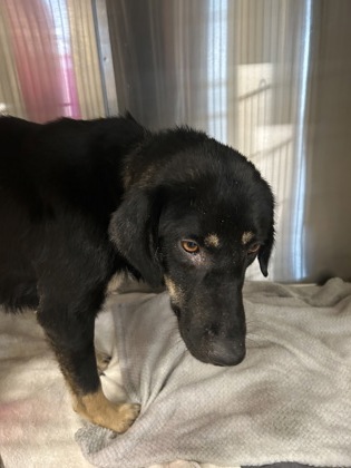 Shelter Stray Female Dog last seen South Fulton, GA 30349, Atlanta, GA 30336