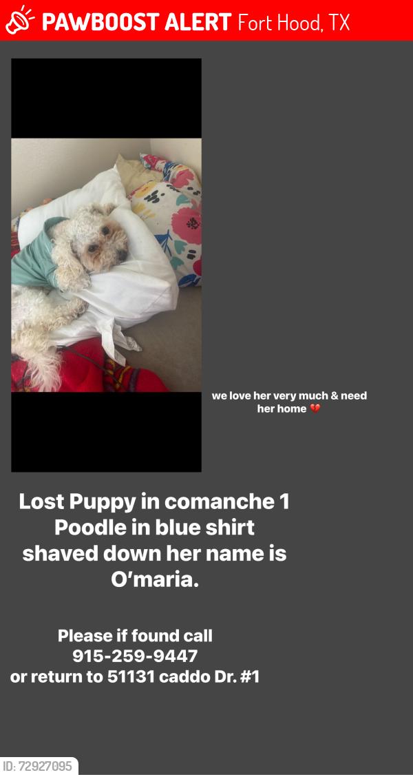 Lost Female Dog last seen Near Caddo Dr, Fort Hood, TX 76544