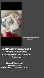 Lost Female Dog last seen Near Caddo Dr, Fort Hood, TX 76544