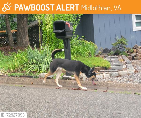 Found/Stray Male Dog last seen Porters mill rd headed SE, Midlothian, VA 23114