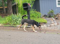 Found/Stray Male Dog last seen Porters mill rd headed SE, Midlothian, VA 23114